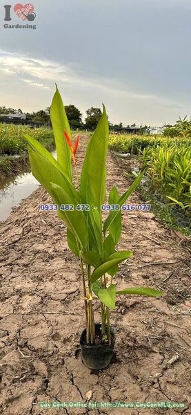 Cây Chuối Mỏ Két – Ý Nghĩa, Cách Chăm Sóc & Mua Bán Sỉ Lẻ Giá Tốt Tại TP.HCM
