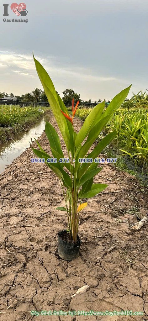 Cây chuối mỏ két cao 50cm chậu lớn - ứng dụng cảnh quan sân vườn nhiệt đới