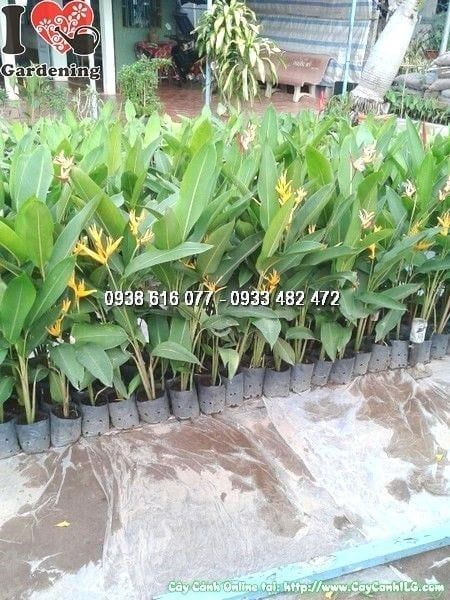 Cây Chuối Mỏ Két – Ý Nghĩa, Cách Chăm Sóc & Mua Bán Sỉ Lẻ Giá Tốt Tại TP.HCM
