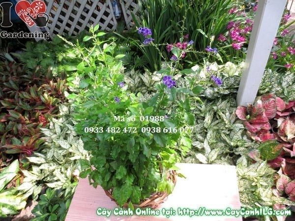 Cây Chuỗi Ngọc Tím – Ý Nghĩa, Cách Chăm Sóc & Mua Bán Sỉ Lẻ Giá Tốt Tại TP.HCM