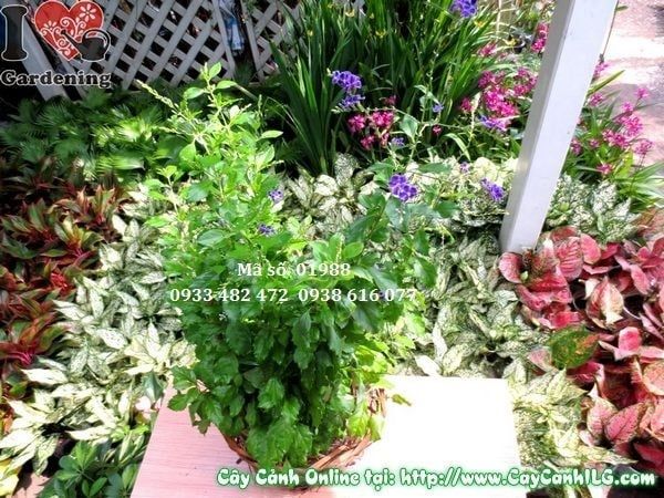 Cây Chuỗi Ngọc Tím – Ý Nghĩa, Cách Chăm Sóc & Mua Bán Sỉ Lẻ Giá Tốt Tại TP.HCM