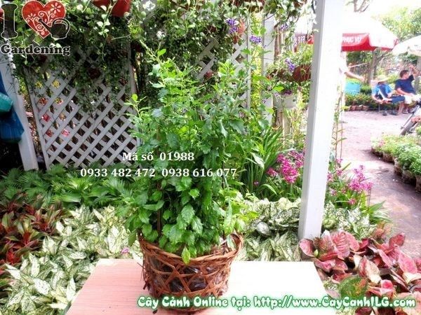 Cây Chuỗi Ngọc Tím – Ý Nghĩa, Cách Chăm Sóc & Mua Bán Sỉ Lẻ Giá Tốt Tại TP.HCM