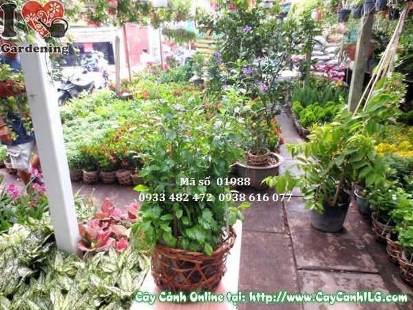 Cây Chuỗi Ngọc Tím – Ý Nghĩa, Cách Chăm Sóc & Mua Bán Sỉ Lẻ Giá Tốt Tại TP.HCM