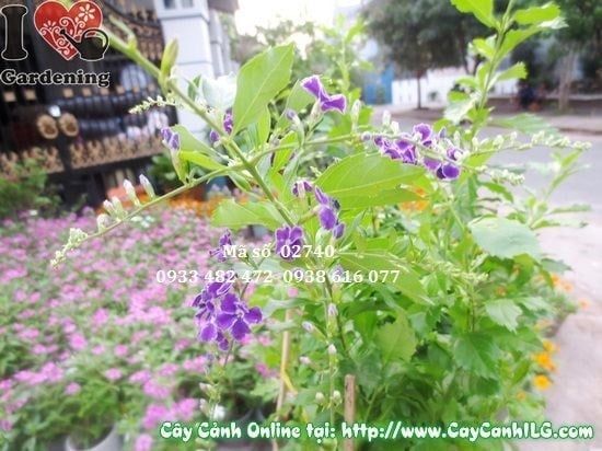 Cây Chuỗi Ngọc Tím – Ý Nghĩa, Cách Chăm Sóc & Mua Bán Sỉ Lẻ Giá Tốt Tại TP.HCM