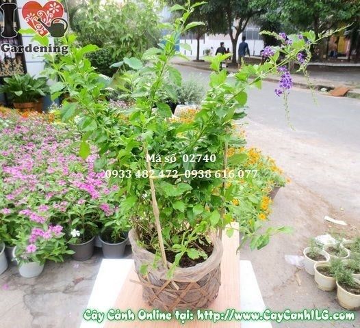 Cây Chuỗi Ngọc Tím – Ý Nghĩa, Cách Chăm Sóc & Mua Bán Sỉ Lẻ Giá Tốt Tại TP.HCM