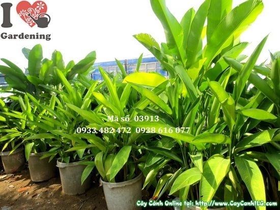 Cây Chuối Pháo – Ý Nghĩa, Cách Chăm Sóc & Mua Bán Sỉ Lẻ Giá Tốt Tại TP.HCM