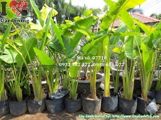 Cây Chuối Rẻ Quạt – Ý Nghĩa, Cách Chăm Sóc & Mua Bán Sỉ Lẻ Giá Tốt Tại TP.HCM