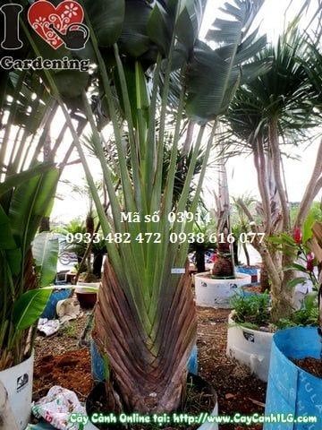Cây Chuối Rẻ Quạt – Ý Nghĩa, Cách Chăm Sóc & Mua Bán Sỉ Lẻ Giá Tốt Tại TP.HCM