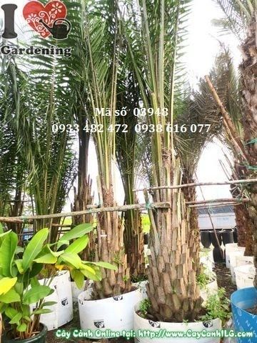Cây Cọ Dầu – Ý Nghĩa, Cách Chăm Sóc & Mua Bán Sỉ Lẻ Giá Tốt Tại TP.HCM