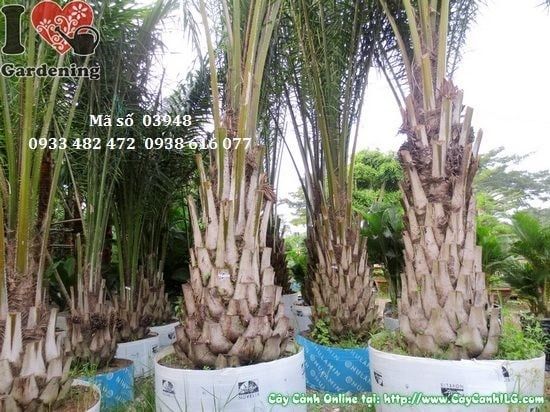 Cây Cọ Dầu – Ý Nghĩa, Cách Chăm Sóc & Mua Bán Sỉ Lẻ Giá Tốt Tại TP.HCM