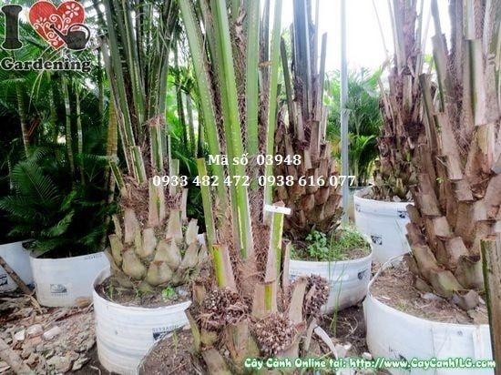 Cây Cọ Dầu – Ý Nghĩa, Cách Chăm Sóc & Mua Bán Sỉ Lẻ Giá Tốt Tại TP.HCM