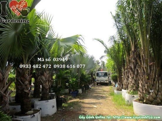 Cây Cọ Dầu – Ý Nghĩa, Cách Chăm Sóc & Mua Bán Sỉ Lẻ Giá Tốt Tại TP.HCM