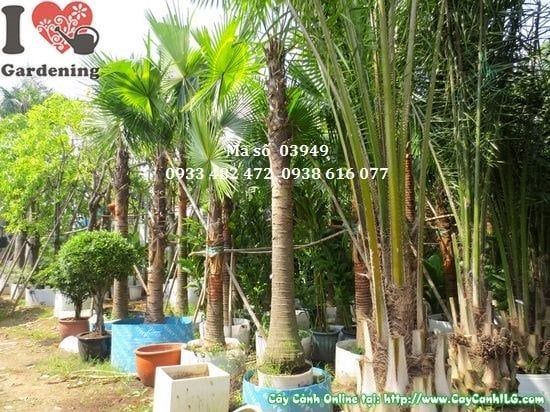 Cây Cọ Dầu – Ý Nghĩa, Cách Chăm Sóc & Mua Bán Sỉ Lẻ Giá Tốt Tại TP.HCM