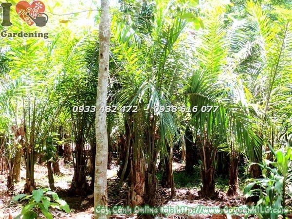 Cây Cọ Dầu – Ý Nghĩa, Cách Chăm Sóc & Mua Bán Sỉ Lẻ Giá Tốt Tại TP.HCM