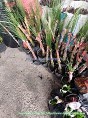 Cây Cỏ Lau Trắng Cao 40cm