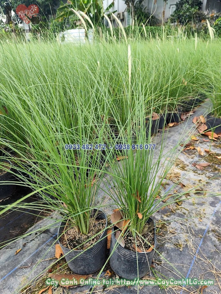 Chi tiết lá Cây Cỏ Lau Trắng cao 40cm xanh viền trắng bạc
