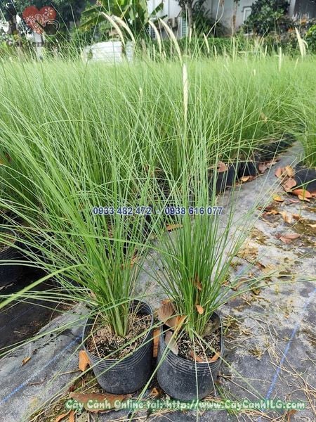 Cây Cỏ Lau Trắng Cao 40cm