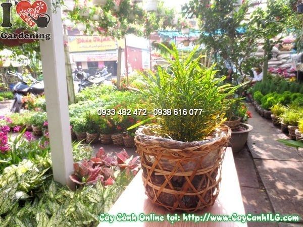Cây Cô Tòng – Ý Nghĩa, Cách Chăm Sóc & Mua Bán Sỉ Lẻ Giá Tốt Tại TP.HCM