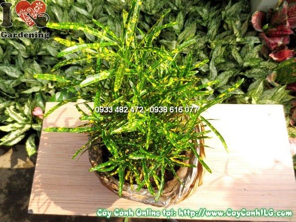Cây Cô Tòng – Ý Nghĩa, Cách Chăm Sóc & Mua Bán Sỉ Lẻ Giá Tốt Tại TP.HCM