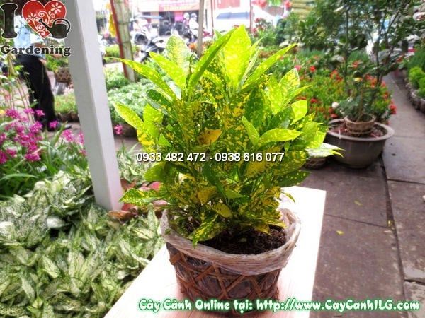 Cây Cô Tòng – Ý Nghĩa, Cách Chăm Sóc & Mua Bán Sỉ Lẻ Giá Tốt Tại TP.HCM