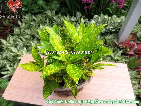 Cây Cô Tòng – Ý Nghĩa, Cách Chăm Sóc & Mua Bán Sỉ Lẻ Giá Tốt Tại TP.HCM
