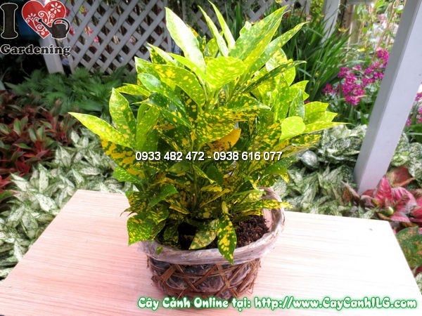 Cây Cô Tòng – Ý Nghĩa, Cách Chăm Sóc & Mua Bán Sỉ Lẻ Giá Tốt Tại TP.HCM