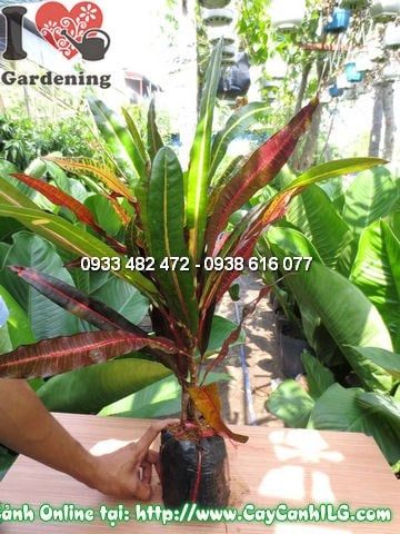 Cây Cô Tòng Đuôi Lươn – Ý Nghĩa, Cách Chăm Sóc & Mua Bán Sỉ Lẻ Giá Tốt Tại TP.HCM
