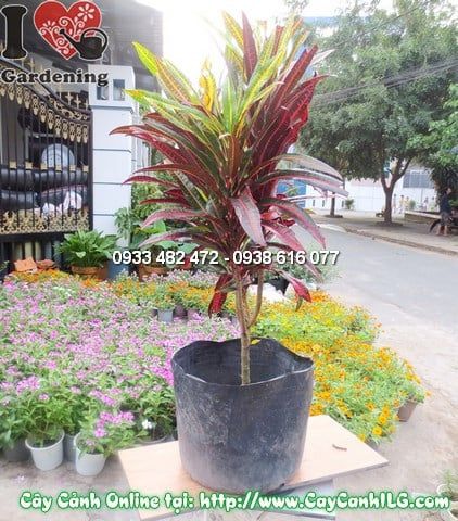 Cây Cô Tòng Đuôi Lươn – Ý Nghĩa, Cách Chăm Sóc & Mua Bán Sỉ Lẻ Giá Tốt Tại TP.HCM