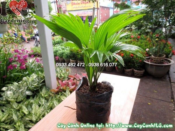 Cây Cọ Xẻ – Ý Nghĩa, Cách Chăm Sóc & Mua Bán Sỉ Lẻ Giá Tốt Tại TP.HCM