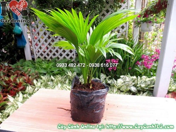 Cây Cọ Xẻ – Ý Nghĩa, Cách Chăm Sóc & Mua Bán Sỉ Lẻ Giá Tốt Tại TP.HCM