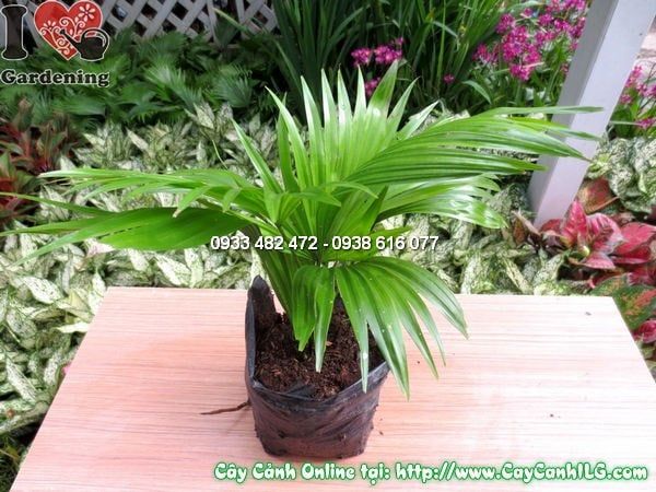 Cây Cọ Xẻ – Ý Nghĩa, Cách Chăm Sóc & Mua Bán Sỉ Lẻ Giá Tốt Tại TP.HCM