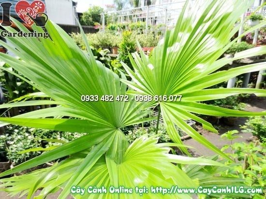 Cây Cọ Xẻ – Ý Nghĩa, Cách Chăm Sóc & Mua Bán Sỉ Lẻ Giá Tốt Tại TP.HCM