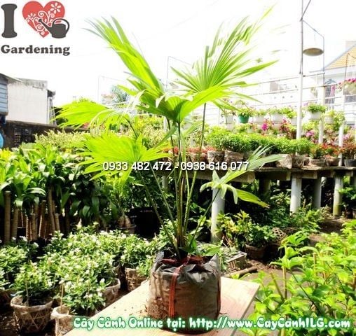 Cây Cọ Xẻ – Ý Nghĩa, Cách Chăm Sóc & Mua Bán Sỉ Lẻ Giá Tốt Tại TP.HCM