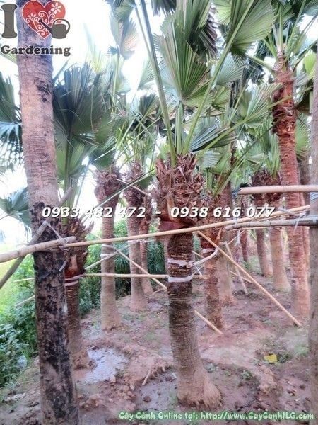 Cây Cọ Xẻ – Ý Nghĩa, Cách Chăm Sóc & Mua Bán Sỉ Lẻ Giá Tốt Tại TP.HCM