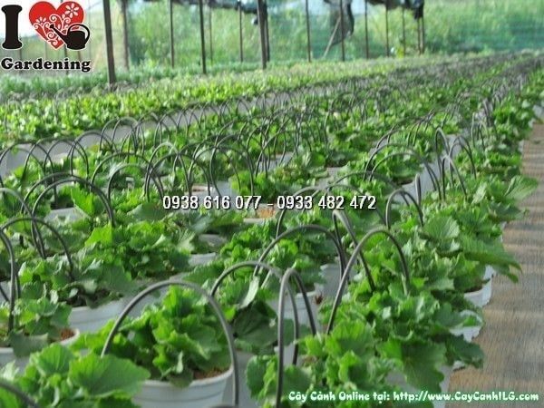Cây Hoa Cúc Lá Nho – Ý Nghĩa, Cách Chăm Sóc & Mua Bán Sỉ Lẻ Giá Tốt Tại TP.HCM