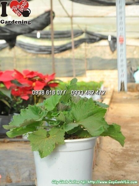 Cây Hoa Cúc Lá Nho – Ý Nghĩa, Cách Chăm Sóc & Mua Bán Sỉ Lẻ Giá Tốt Tại TP.HCM
