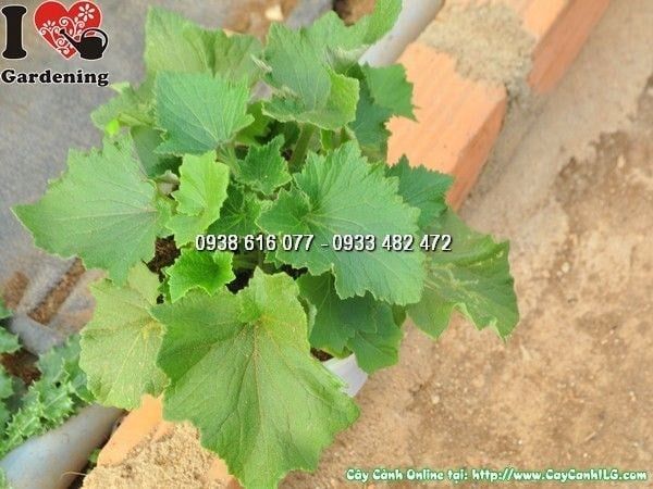 Cây Hoa Cúc Lá Nho – Ý Nghĩa, Cách Chăm Sóc & Mua Bán Sỉ Lẻ Giá Tốt Tại TP.HCM