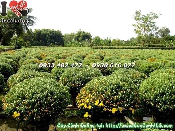 Cây Cúc Mâm Xôi – Ý Nghĩa, Cách Chăm Sóc & Mua Bán Sỉ Lẻ Giá Tốt Tại TP.HCM