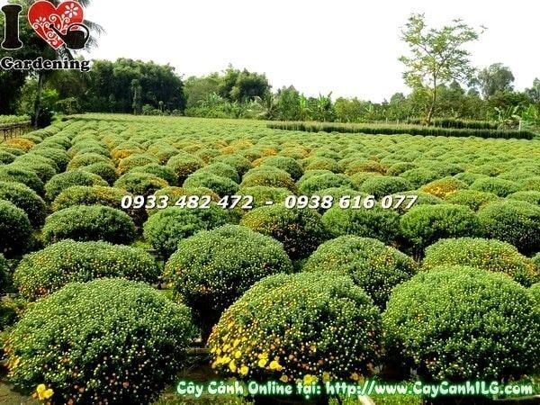 Cây Cúc Mâm Xôi – Ý Nghĩa, Cách Chăm Sóc & Mua Bán Sỉ Lẻ Giá Tốt Tại TP.HCM