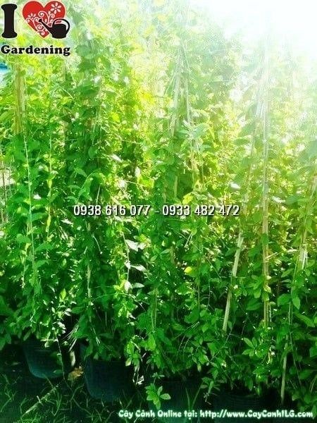 Cây Cúc Tần Ấn Độ – Ý Nghĩa, Cách Chăm Sóc & Mua Bán Sỉ Lẻ Giá Tốt Tại TP.HCM