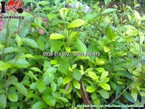 Cây Cúc Tần Ấn Độ – Ý Nghĩa, Cách Chăm Sóc & Mua Bán Sỉ Lẻ Giá Tốt Tại TP.HCM