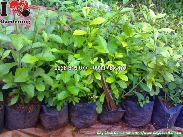 Cây Cúc Tần Ấn Độ – Ý Nghĩa, Cách Chăm Sóc & Mua Bán Sỉ Lẻ Giá Tốt Tại TP.HCM