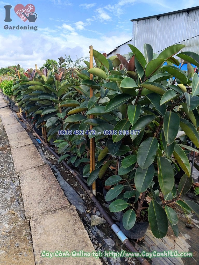 Cây đa búp đỏ cao 1.5m đường kính 3cm trồng sân vườn