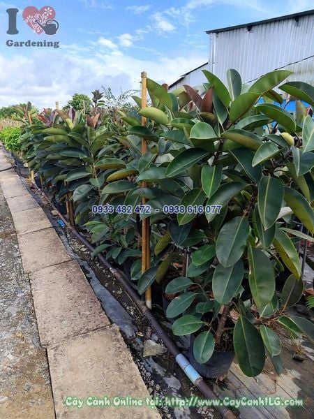 Cây Đa Búp Đỏ Cao 1.5m Đk 3cm