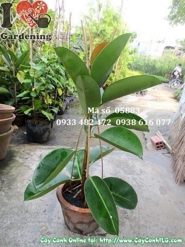 Cây Đa Búp Đỏ – Ý Nghĩa, Cách Chăm Sóc & Mua Bán Sỉ Lẻ Giá Tốt Tại TP.HCM