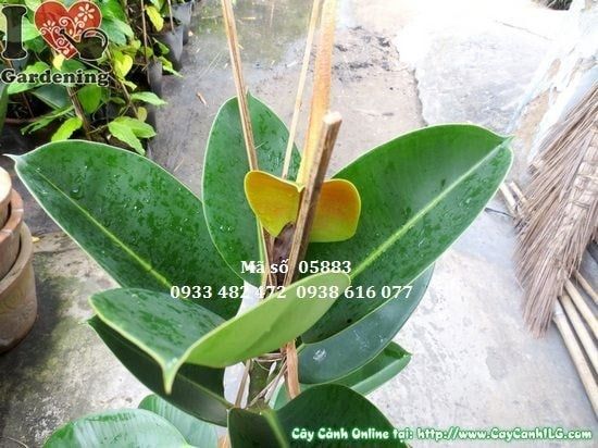 Cây Đa Búp Đỏ – Ý Nghĩa, Cách Chăm Sóc & Mua Bán Sỉ Lẻ Giá Tốt Tại TP.HCM