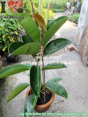 Cây Đa Búp Đỏ – Ý Nghĩa, Cách Chăm Sóc & Mua Bán Sỉ Lẻ Giá Tốt Tại TP.HCM