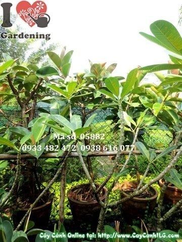 Cây Đa Búp Đỏ – Ý Nghĩa, Cách Chăm Sóc & Mua Bán Sỉ Lẻ Giá Tốt Tại TP.HCM