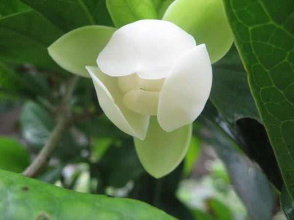 Cây Dạ Hợp Hương – Ý Nghĩa, Cách Chăm Sóc & Mua Bán Sỉ Lẻ Giá Tốt Tại TP.HCM