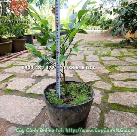 Cây Dạ Hợp Hương – Ý Nghĩa, Cách Chăm Sóc & Mua Bán Sỉ Lẻ Giá Tốt Tại TP.HCM